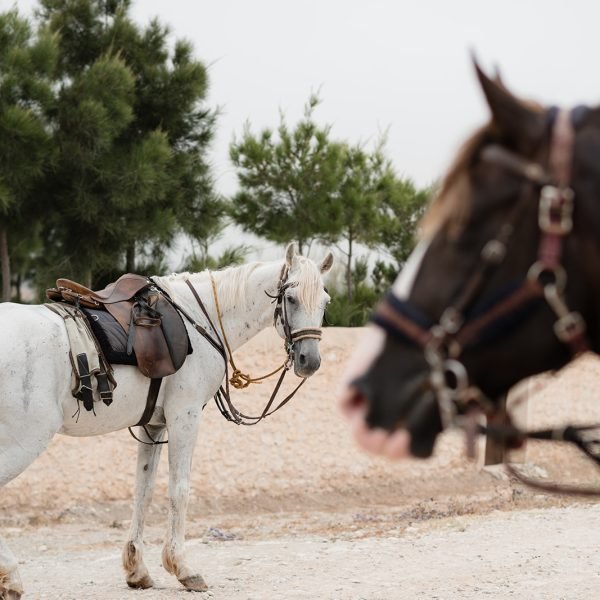 Sand & Saddle May 2026