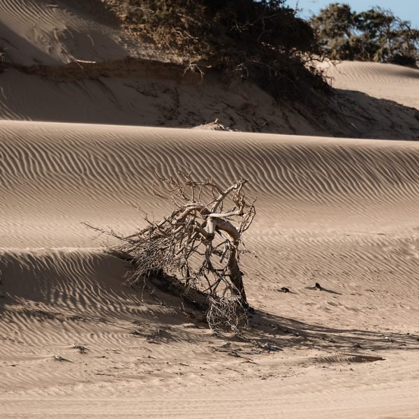 Sand & Saddle ~ Morocco