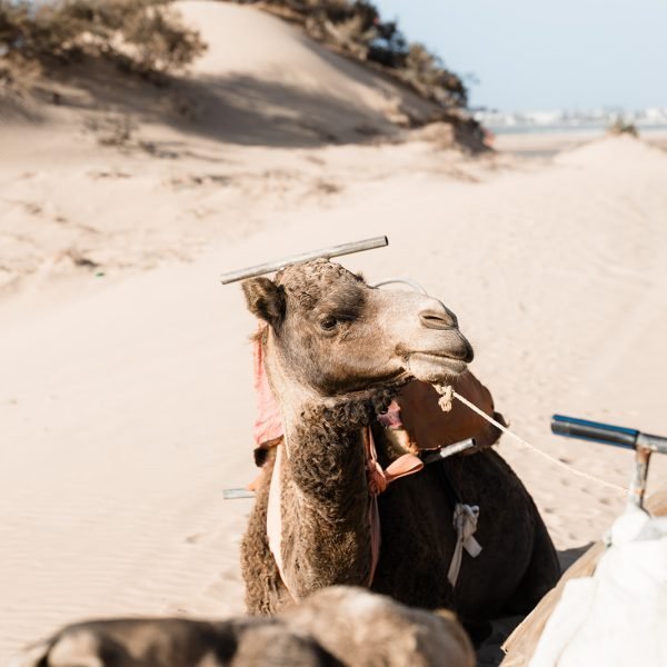 Sand & Saddle ~ Morocco