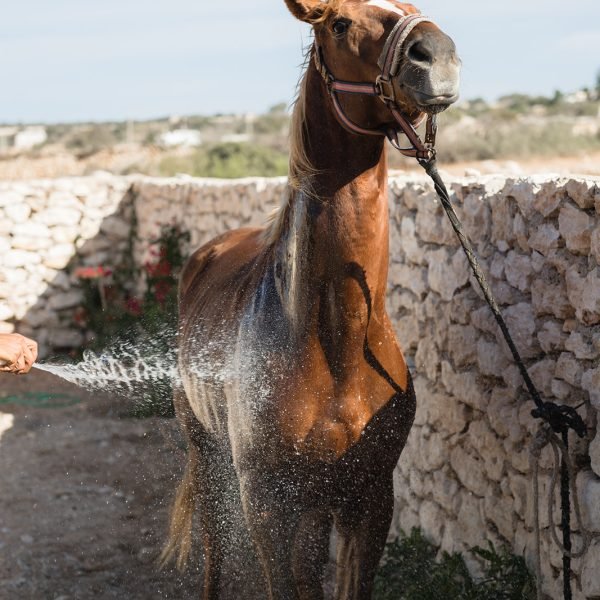 Sand & Saddle ~ Morocco