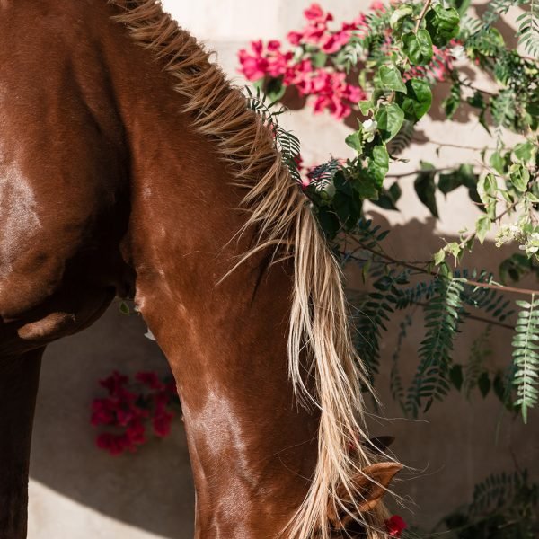 Sand & Saddle ~ Morocco