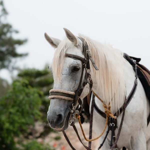 Sand & Saddle May 2026